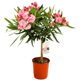 piekny-oleander-na-pniu-dlugo-kwitnacy-na-taras-i-balkon-xl-c3-40-50cm