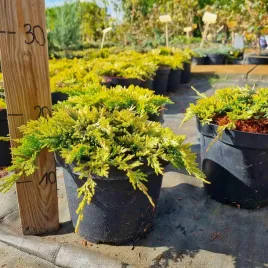 jalowiec-plozacy-golden-carpet-c3-xl-zloty-na-skarpy-juniperus-horizont