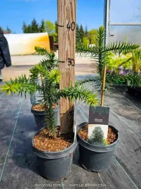 araukaria-chilijska-malpie-drzewo-araucaria-araucana-c3-30-40cm