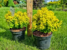 berberys-goldalita-zolty-karlowy-drobnolistny-20cm-c2-duzy-realne-zdjecia