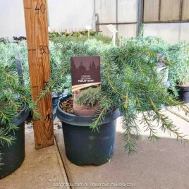 cedr-niebieski-feelin-blue-himalajski-cedrus-deodara-srebrzysty-30cm-c5