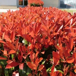 glogownik-pfotinia-frasera-photinia-fraseri-little-red-robin-c2-25-30cm