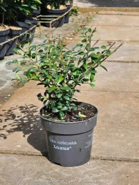 ilex-crenata-ostrokrzew-karbowanolistny-luxus-c1-30cm