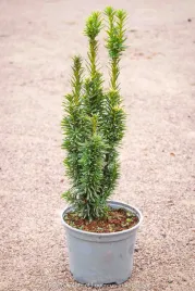 cis-pospolity-david-taxus-baccata-30cm-c2-gesty-duzy-prawdziwe-zdjecia