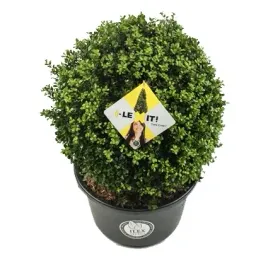 zamiennik-bukszpanu-ostrokrzew-dark-green-kula-15-20cm-odporny-na-cme
