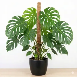 gruba-podpora-kokosowa-kij-do-roslin-pnacych-palik-80cm-32mm