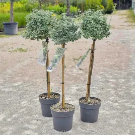 trzemilina-szczepiona-na-pniu-biala-emerald-gaiety-euonymus-fort-c3-80cm