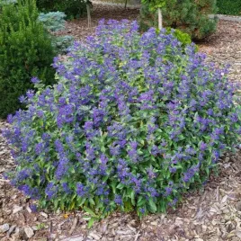 barbula-kalandonska-kew-blue-fioletowa-caryopteris-c2-30cm-q