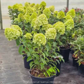 hortensja-bukietowa-hydrangea-living-colorful-cocktail-c7-5-40-60cm