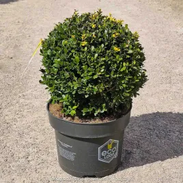 ostrokrzew-bukszpanowy-dark-green-kula-xl-25cm-zamiennik-bukszpanu