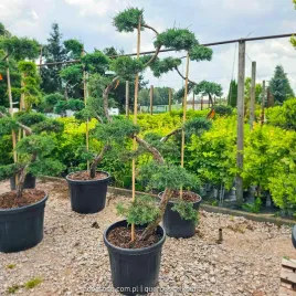 jalowiec-wirginijski-grey-owl-niwaki-bonsai-180cm-c55-zimozielony-juniper