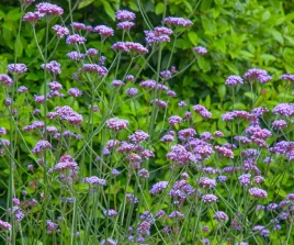 werbena-patagonska-violet-blue-c2-wysoka-fioletowa-miododajna