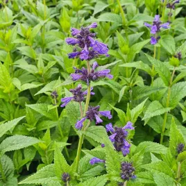 kocimietka-nepeta-neptune-c2-niska-lawendowa-dla-miododajna