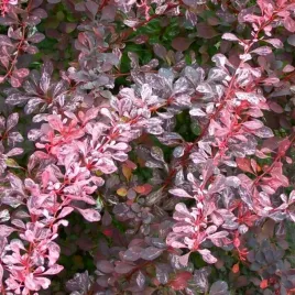 berberys-thunberga-pink-attraction-c2-30cm-karlowy-ozdobny-lisc-rozowy