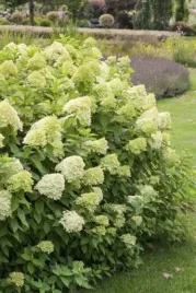hortensja-limelight-zielono-kremowa-c2-30-50cm-duza