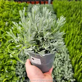 lawenda-waskolistna-lavandula-angustifolia-c15-fioletowa-duza-mrozoodporna