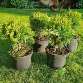 thuja-tuja-danica-gesta-kula-20cm-prawdziwe-zdjecia