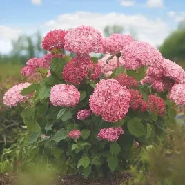 hortensja-bukietowa-pink-annabelle-rozowa-proven-winners