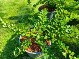 berberys-green-carpet-c2-30-40cm-duzy-plozacy-dywanowy-prawdziwe-zdjecia
