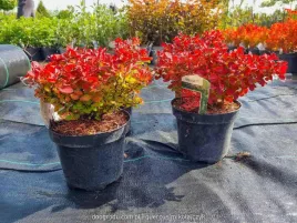 berberys-ruby-star-prawdziwe-zdjecia-czerwony-karlowaty