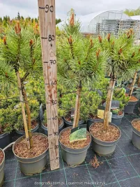 sosna-szczepiona-na-pniu-varella-50cm-c5-duza-zielona