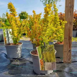 berberys-wysoki-yellow-tower-prawdziwe-zdjecia