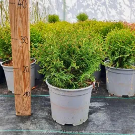 thuja-hoseri-kulista-tuja-piekna-gesta-kula