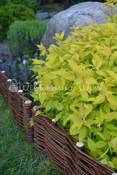 palisada-wiklinowa-20-100