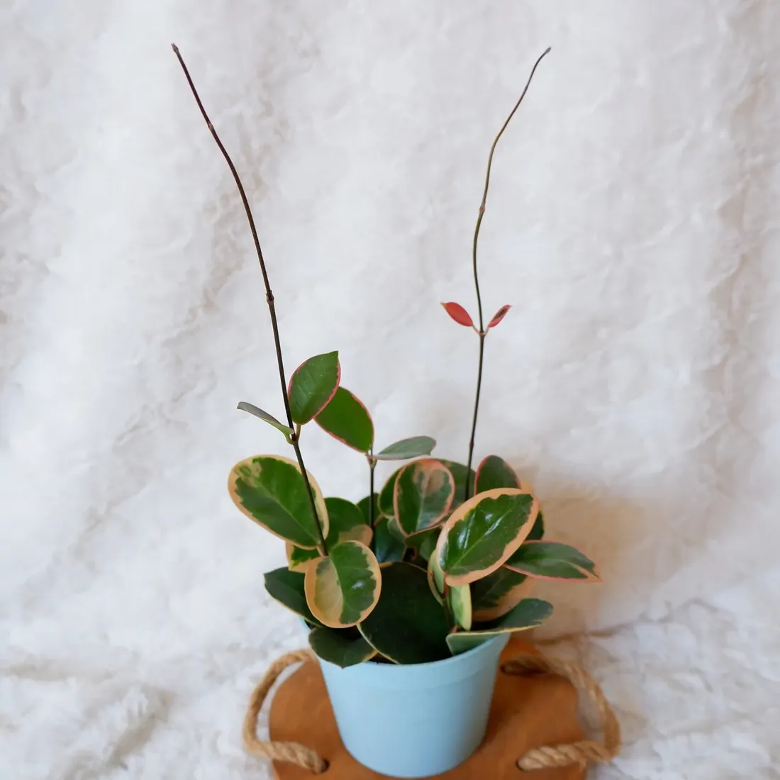 hoja-hoya-australis-variegata-don-13cm
