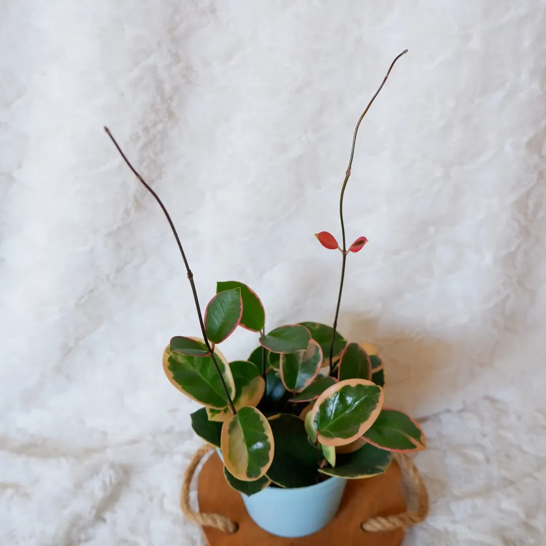 hoja-hoya-australis-variegata-don-13cm-rodzaj-rosliny-rosliny-kwitnace