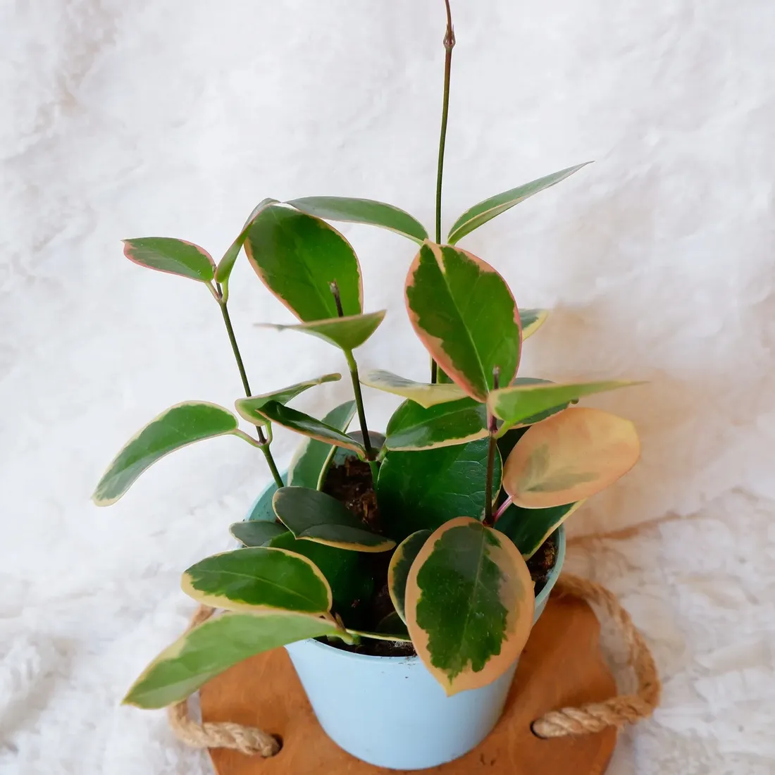 hoja-hoya-australis-variegata-don-13cm