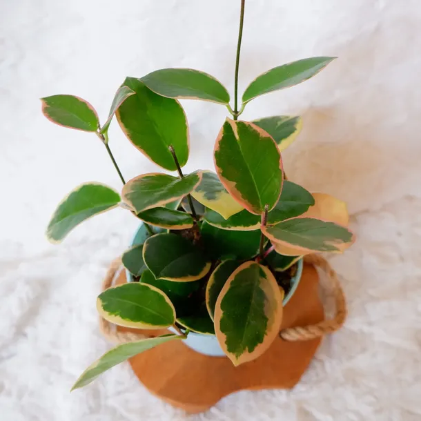 hoja-hoya-australis-variegata-don-13cm-odmiana-australis-variegata