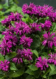 monarda-bee-pure-pbr-monarda-hybrida-p9