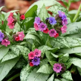 miodunka-silver-bouquet-pulmonaria-hybrida-p9