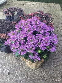 monarda-bee-pretty-pbr-monarda-hybrida-p9