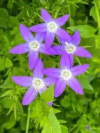 dzwonek-poszarskiego-stella-blue-campanula-p9