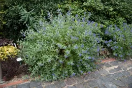 barbula-klondonska-dark-knight-caryopteris-p9