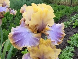 iris-brodkowy-loughing-clown-klacze-zolto-fioletowy