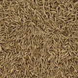kmin-rzymski-ziarno-100g-stan-nowy