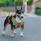szelki-dla-psa-active-sydney-rozm-s-marka-dingo