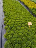 tuja-danika-thuja-danica-2l