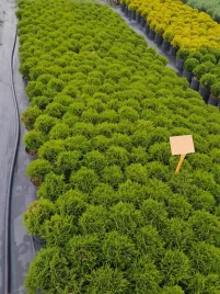 tuja-danika-thuja-danica-2l