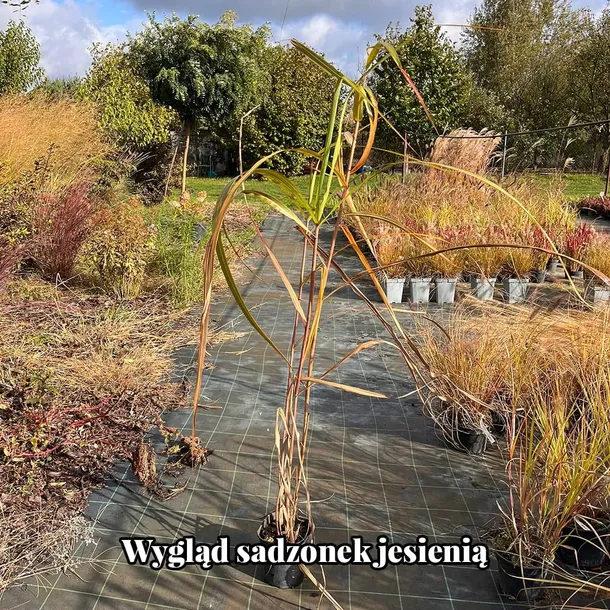 miskant-olbrzymi-meidl-wysokosc-sadzonki-50-cm