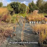miskant-olbrzymi-meidl-wysokosc-sadzonki-50-cm