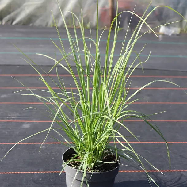 trawa-pampasowa-biala-wysokosc-sadzonki-50-cm