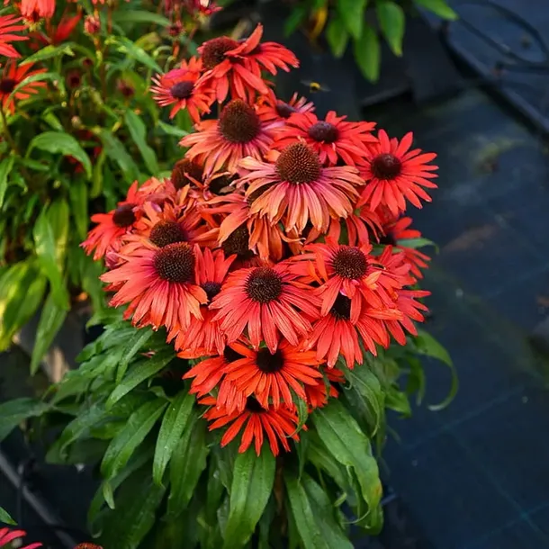 jezowka-fountain-red-rodzaj-rosliny-inny