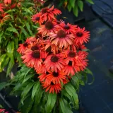jezowka-fountain-red-rodzaj-rosliny-inny