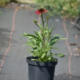 jezowka-fountain-red-roslina-w-postaci-sadzonka-w-pojemniku-2-3l