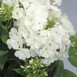 floks-wiechowaty-early-white