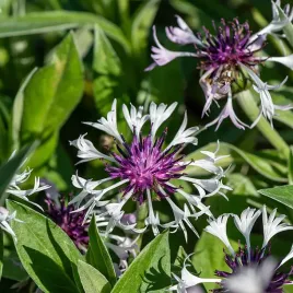 chaber-gorski-amethyst-in-snow
